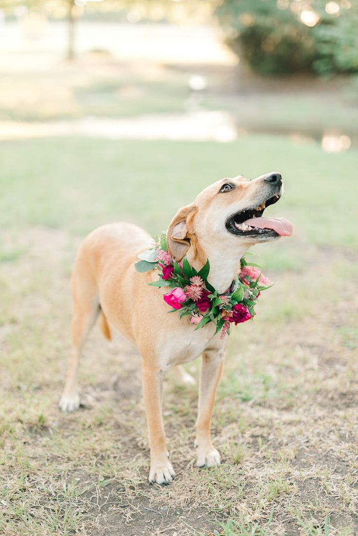 a dog standing in the grass with flowers around it's neck and tongue hanging out