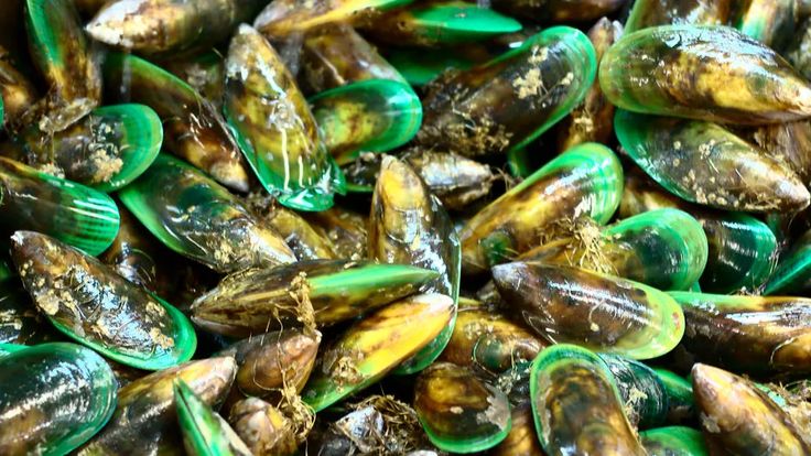 mussels with green and yellow shells are shown in this close up photo,