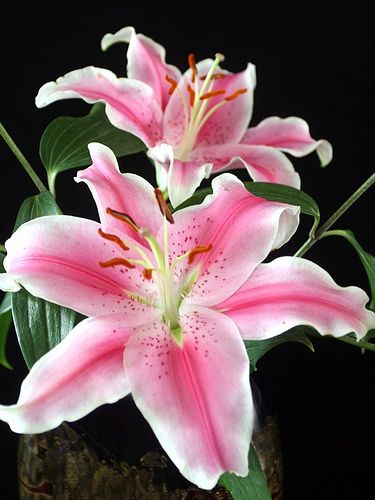 three pink and white flowers in a vase on a black background with green leaves around it