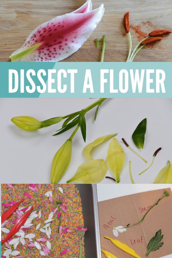 dissect a flower with paper and scissors