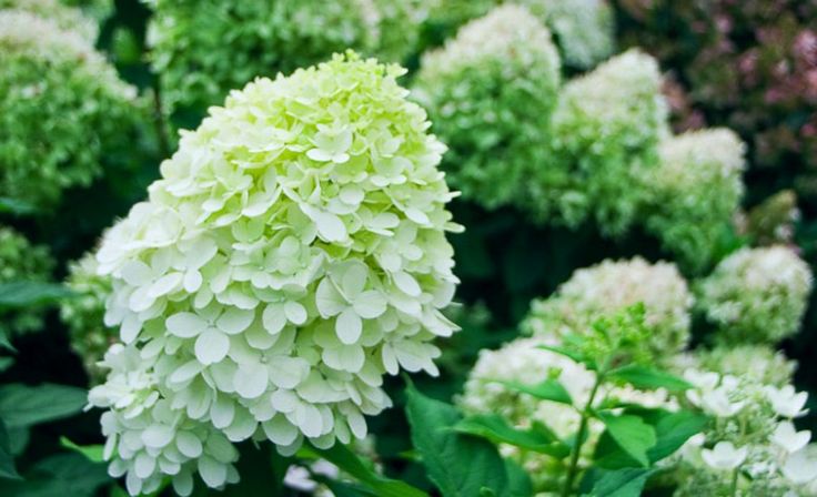 green and white flowers with leaves in the foreground