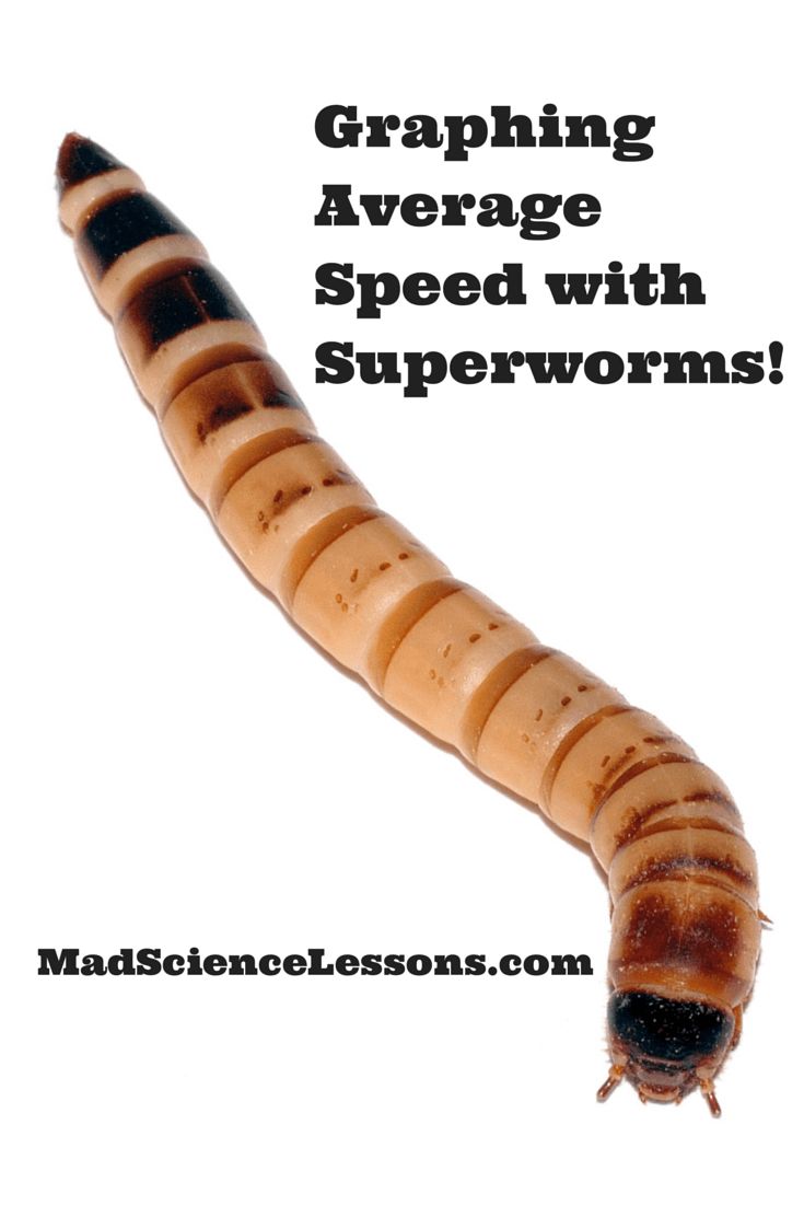 a brown and black caterpillar with text reading graphing average speed with superworms