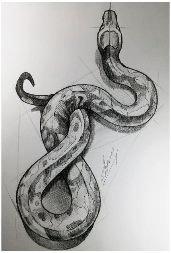 a pencil drawing of a snake on paper