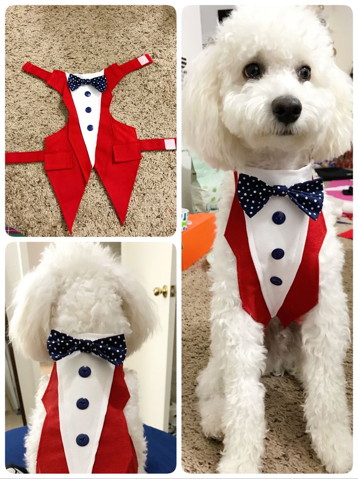 the dog is wearing a tuxedo and bow tie