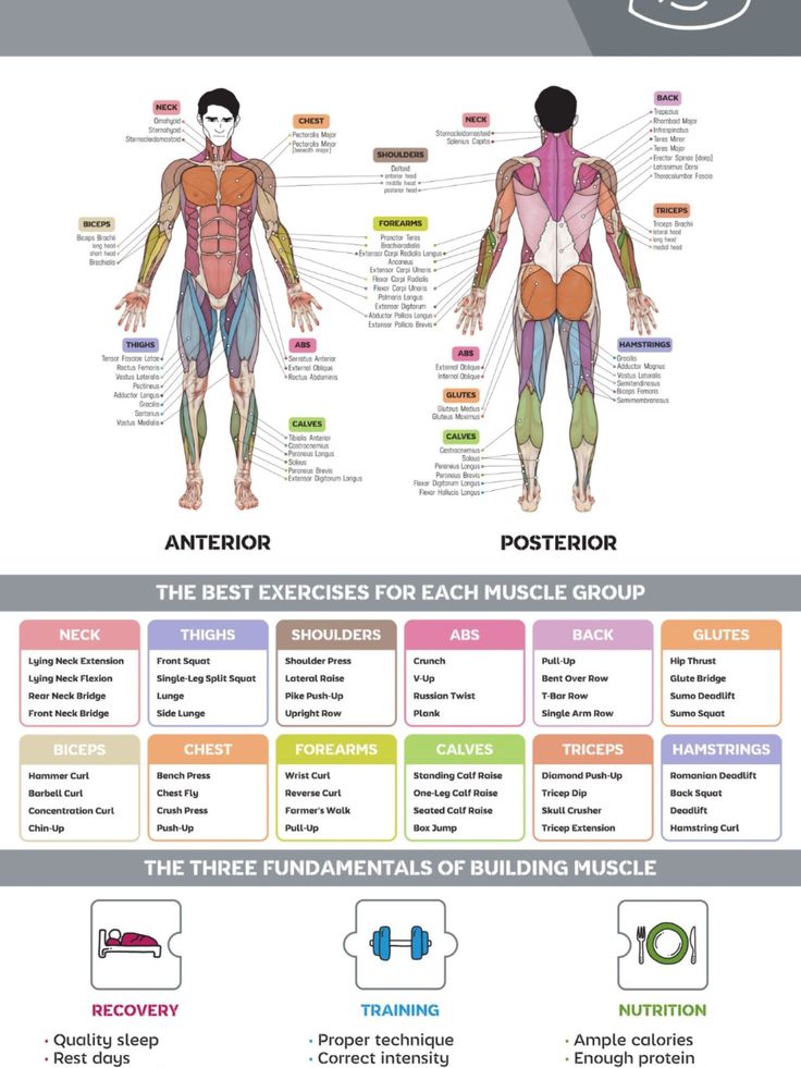 the muscle groups and their functions