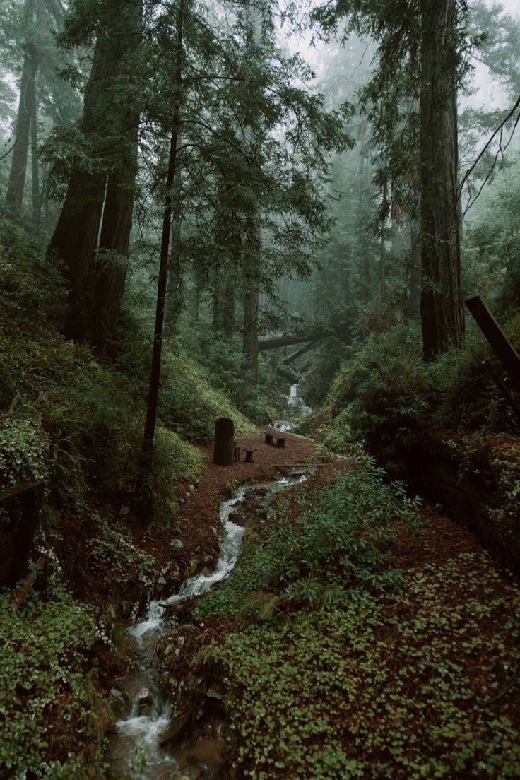 a stream running through a lush green forest