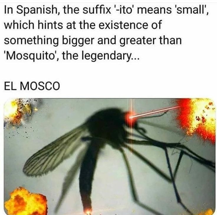 an image of a mosquito with caption that reads, in spanish, the suffx - tio means small, which hints at the experience of something bigger and greater than