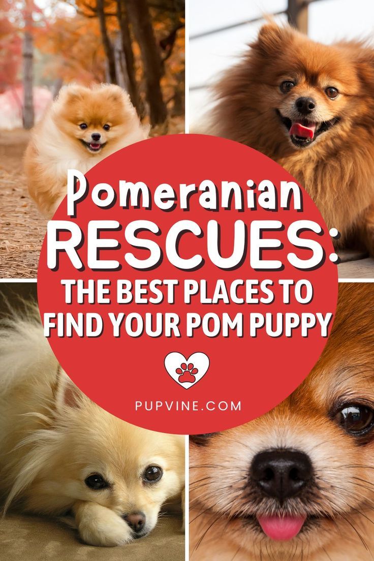 Pomeranian rescues – an essential guide to Pom adoption, with a list of the best Pomeranian rescue centers in the United States. Pomeranian Rescue, Pom Puppy, Pomeranian Dog, Adoption Process, Animal Sanctuary, Dog Breeder, Rescue Dogs, Humane Society, Dog Care