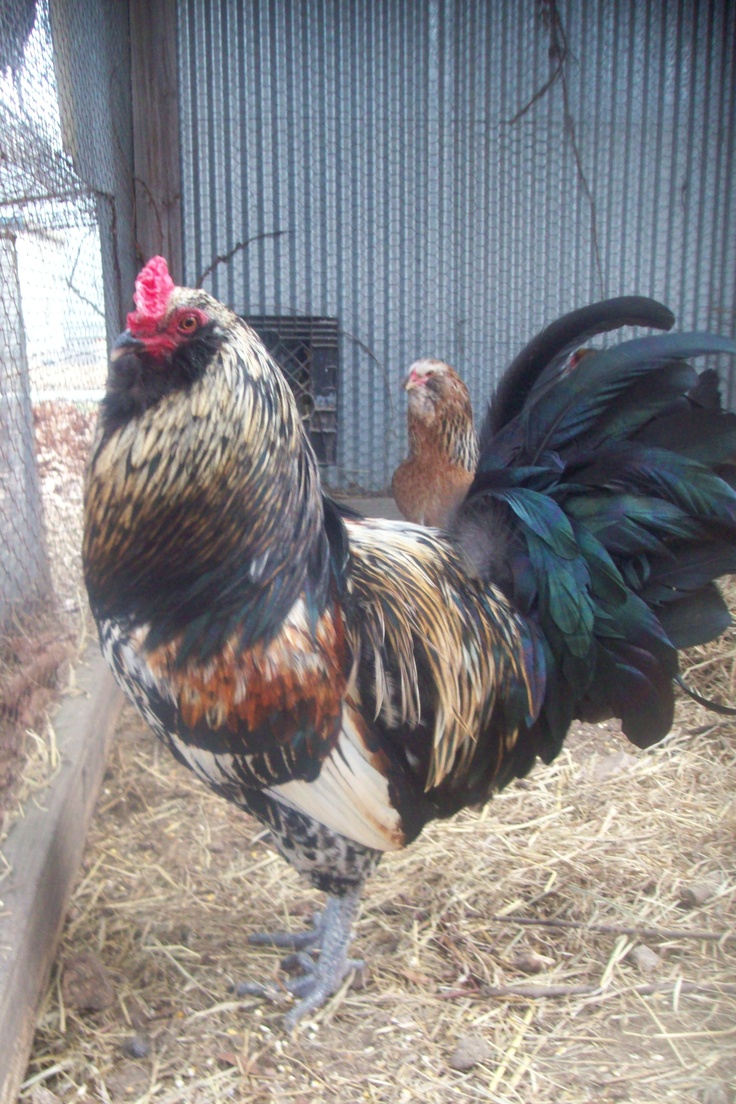 a rooster standing next to a chicken in a cage on top of dry grass and straw