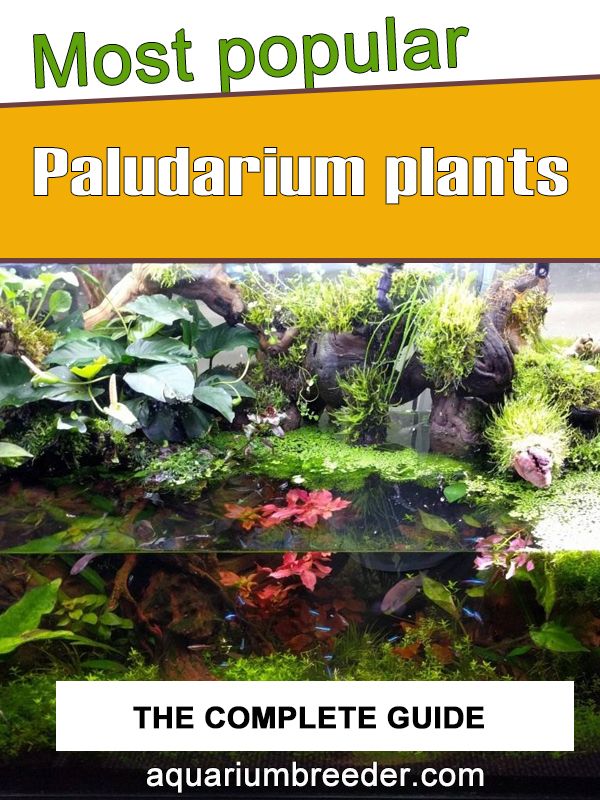 the complete guide to most popular aquarium plants