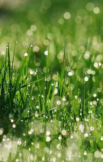 the grass is covered with water droplets