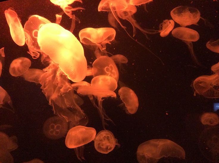 many jellyfish are swimming in the water