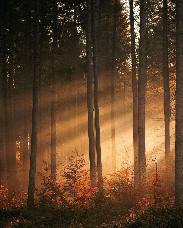 sunbeams shining through the trees in a forest with red and yellow leaves on the ground