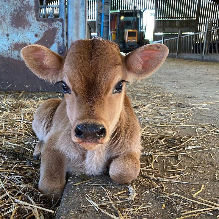 a baby cow sitting on top of dry grass