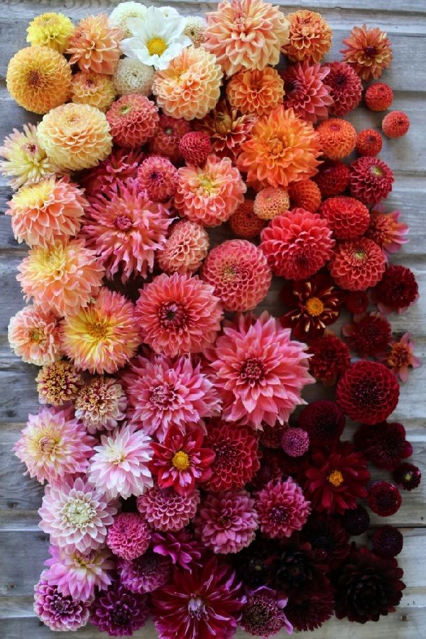 colorful flowers are arranged on the side of a wooden wall, with white and red petals