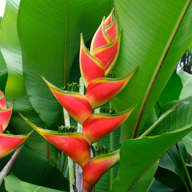 red and yellow flowers in the middle of green leaves