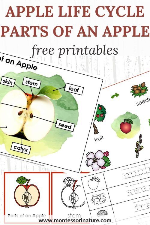 an apple life cycle worksheet for kids to learn the parts of an apple