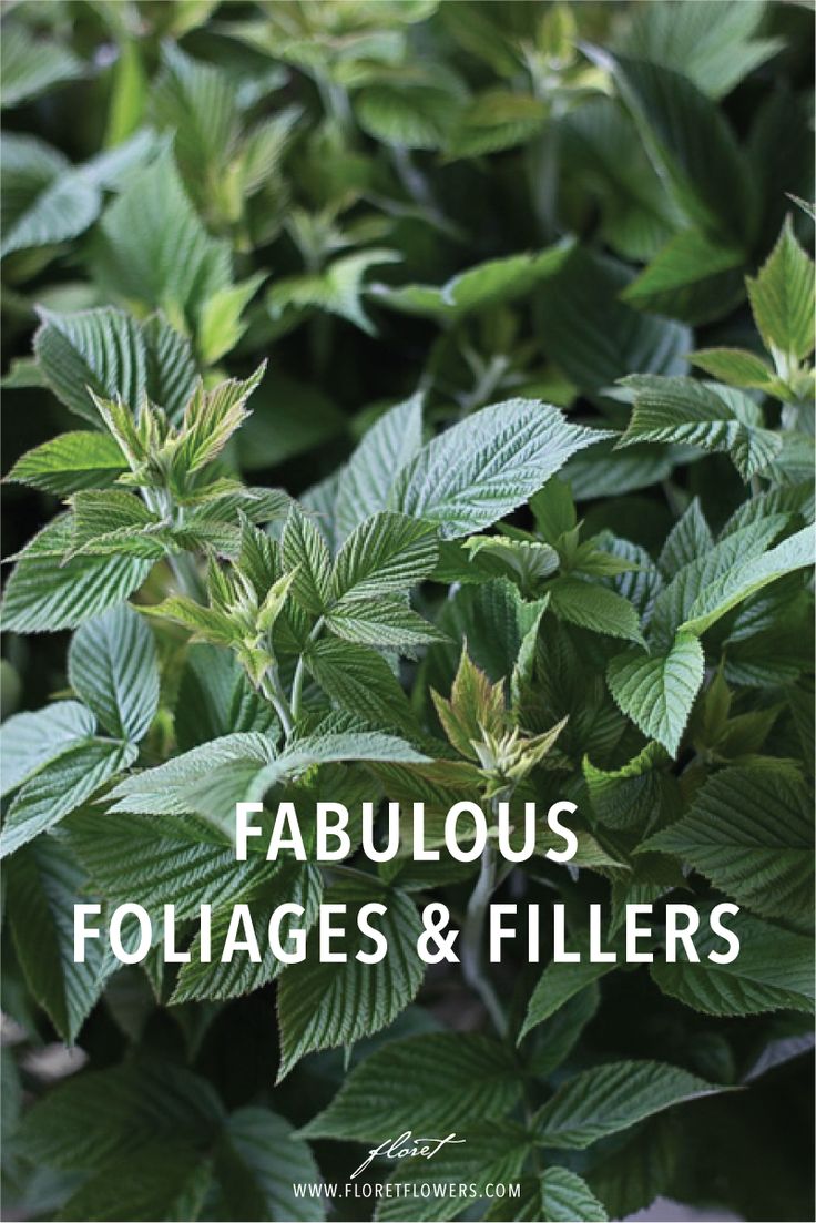 green leaves with the words fabulous foliages and fillers in white overlaying them