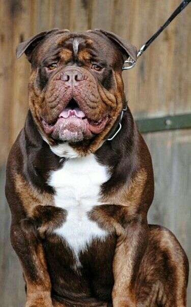 a brown and white dog sitting on top of a wooden floor next to a fence