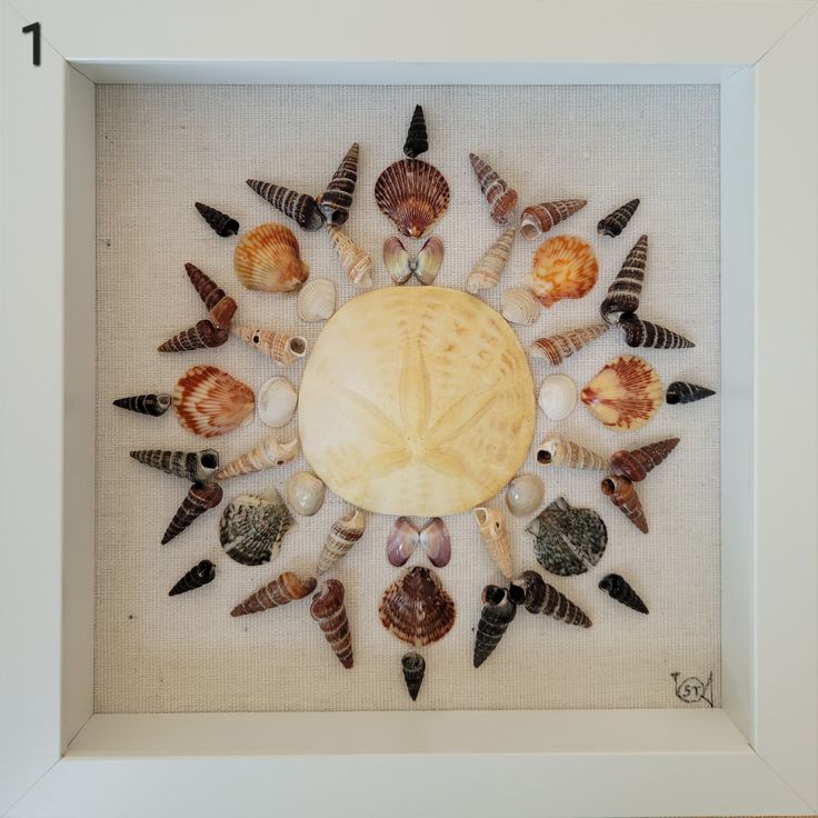 there is a framed picture with sea shells in the center and seashells all around it