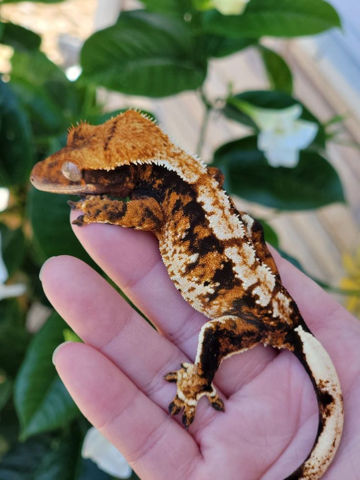 a small brown and black gecko sitting on top of a person's hand