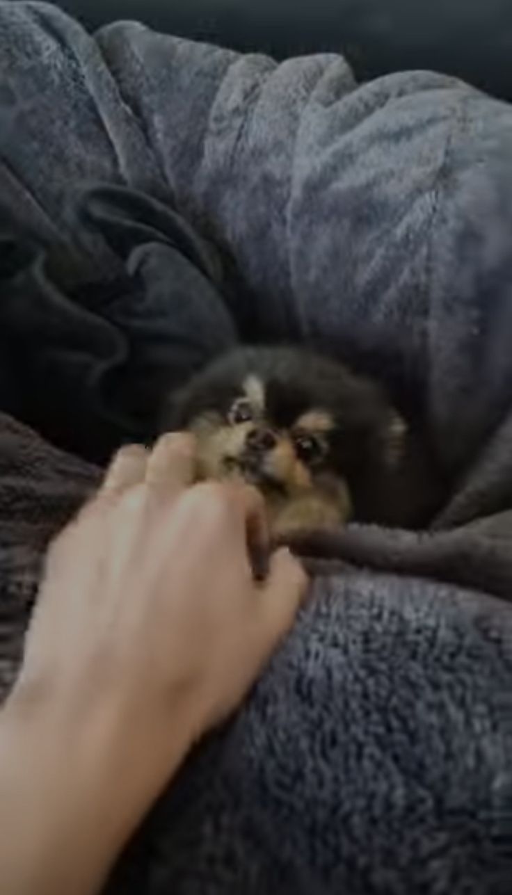 a person holding a small dog in their lap