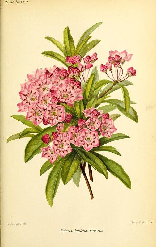 an illustration of pink flowers with green leaves on a white background, from the natural history of plants