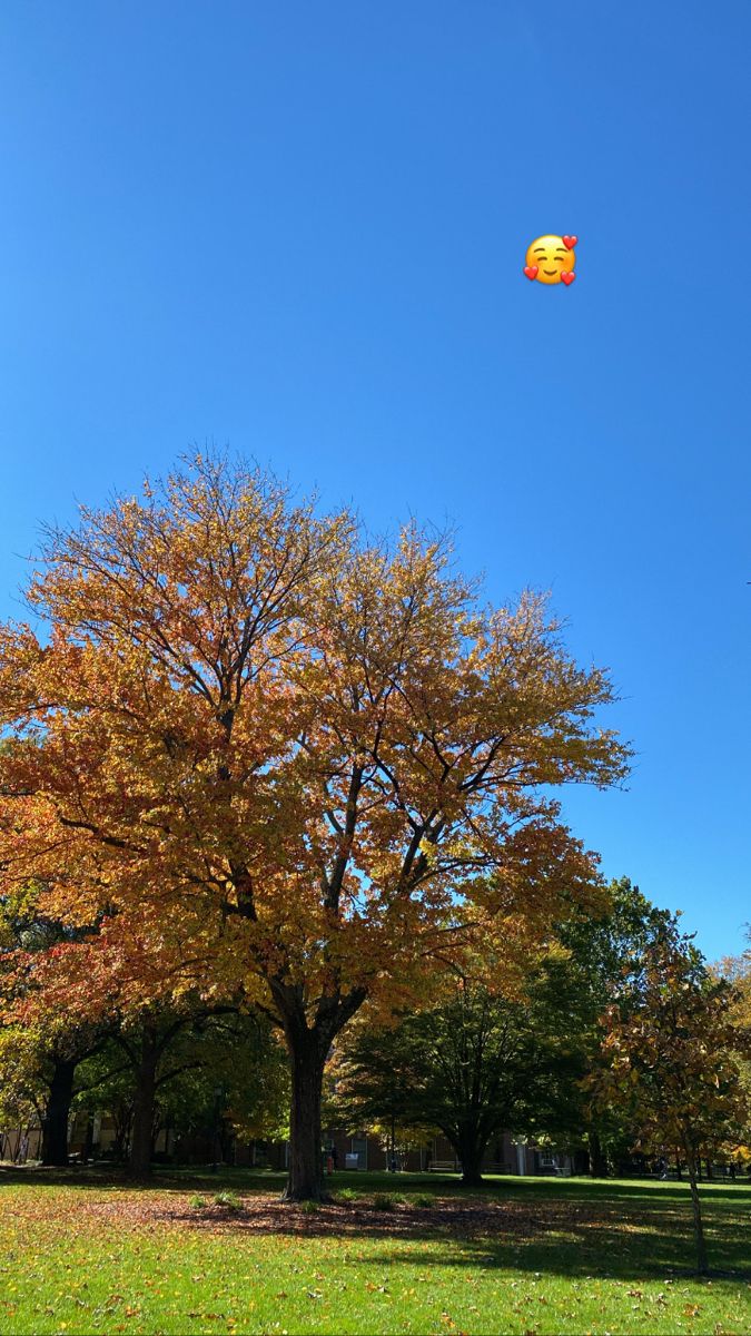 a kite flying in the sky above a tree with yellow leaves on it's branches