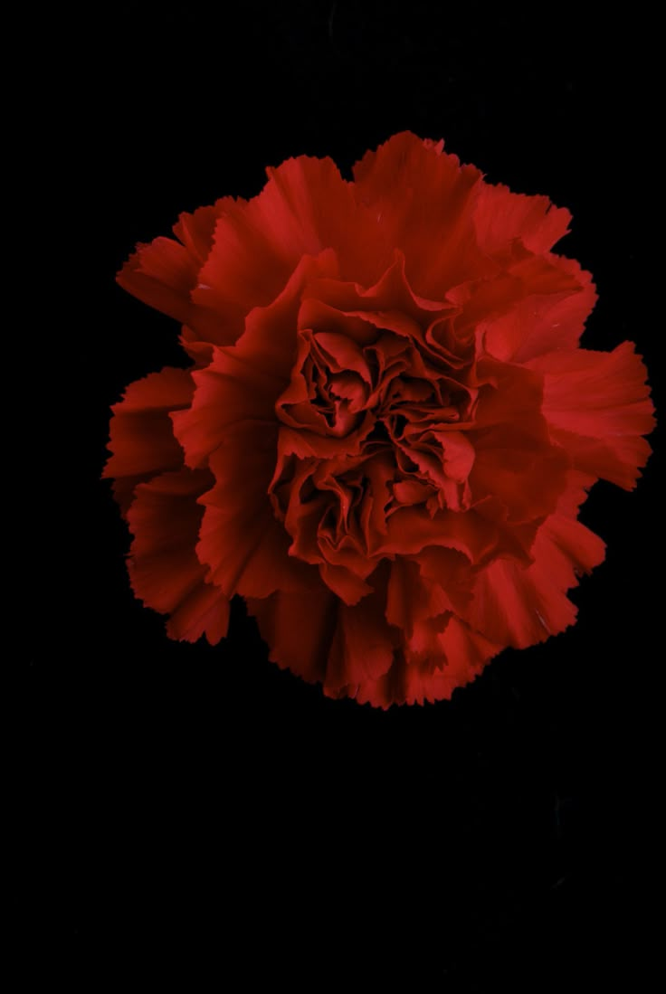 a large red flower on a black background