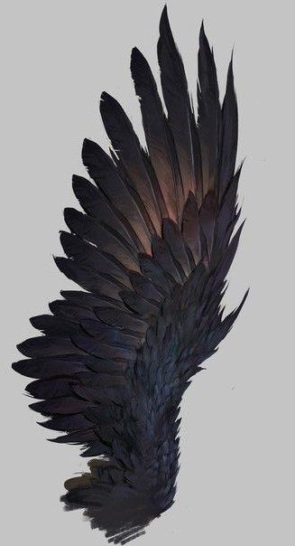 a black bird with long feathers flying through the air