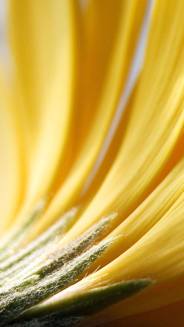 the petals of a yellow flower are close up