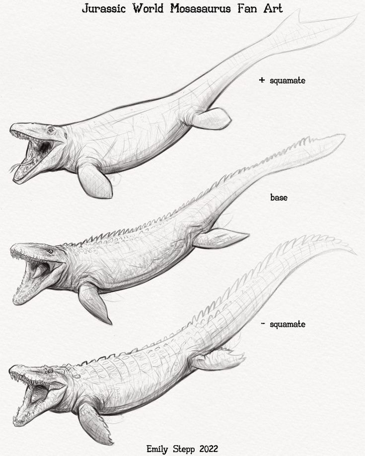 three different types of alligators are shown in this drawing