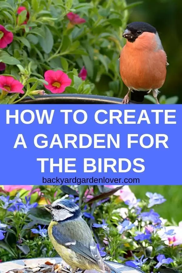 two birds sitting on top of a birdbath in front of flowers with text overlay how to create a garden for the birds