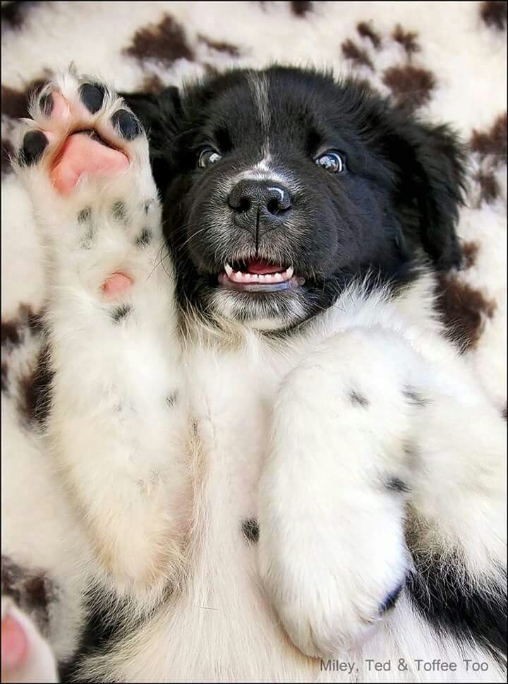 a black and white dog laying on top of a furry animal blanket with it's paws in the air