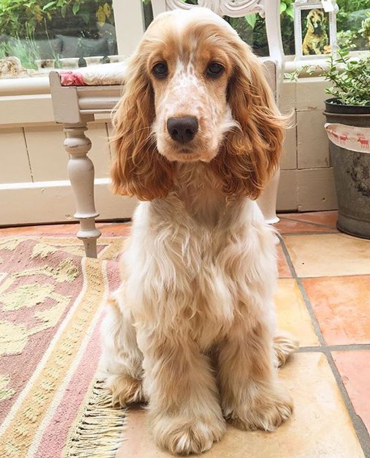 a brown and white dog sitting on top of a rug