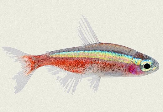 a colorful fish floating on top of a body of water next to a white wall