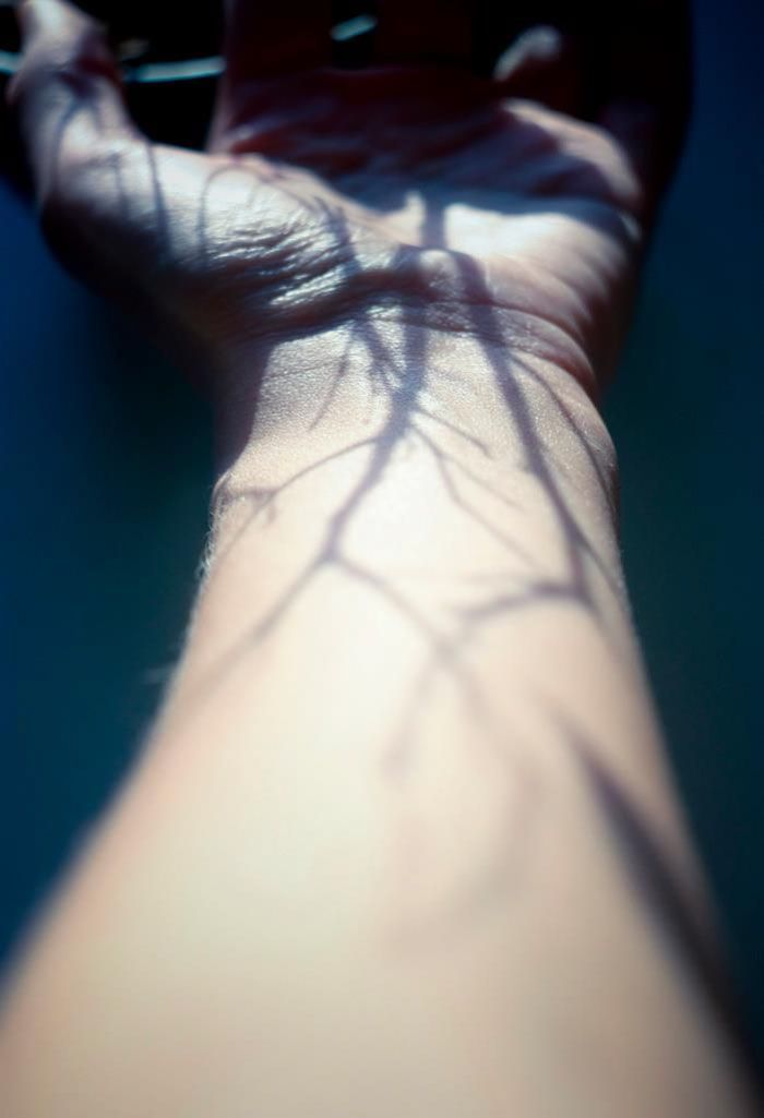 a person's arm with the shadow of a tree on it, taken from an instagram