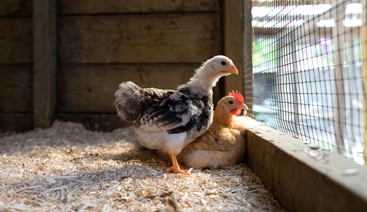 two chickens standing next to each other in a cage on the ground with hay all around them