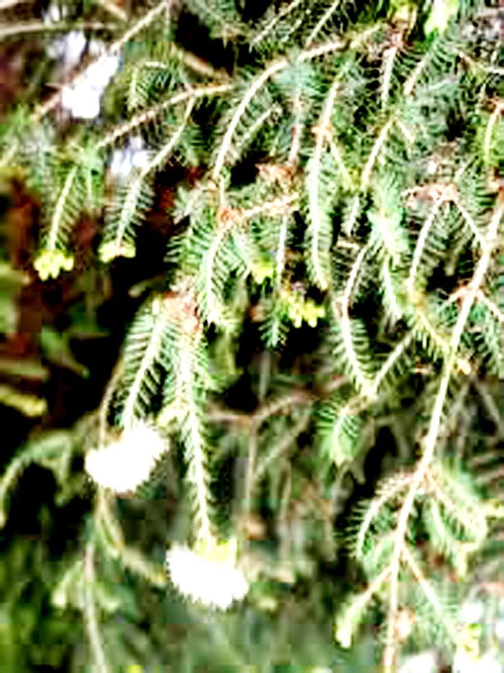 the branches of a pine tree are covered in snow