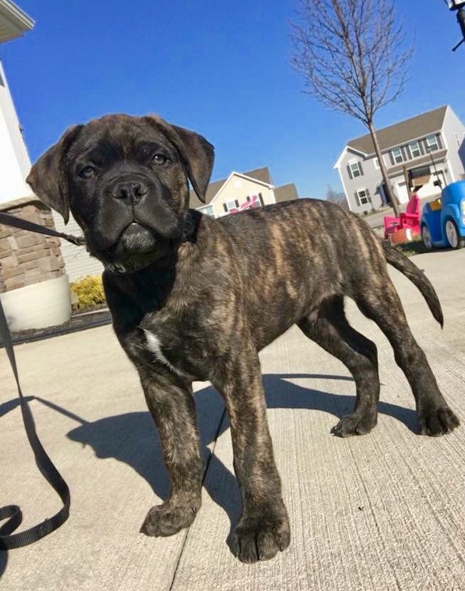 a brown dog standing on top of a sidewalk