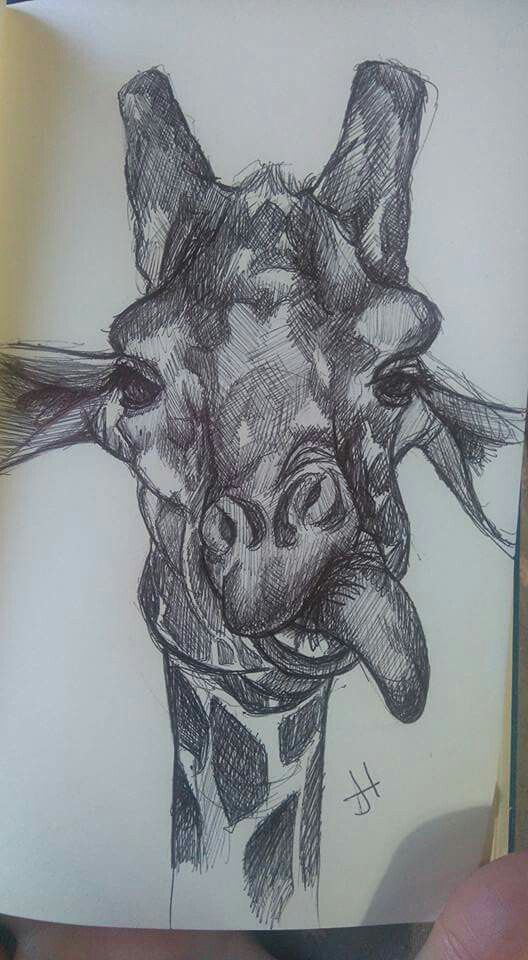 a pencil drawing of a giraffe's head