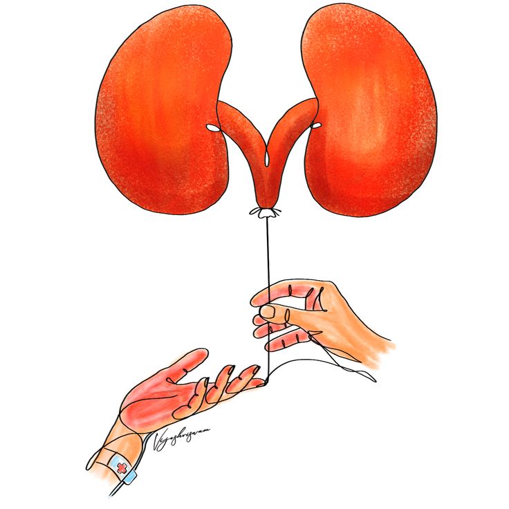 a drawing of two hands holding an object in the shape of a heart and kidney