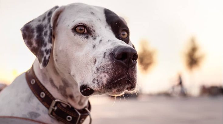 Dalmatian Mixes: 20 Amazingly Spotty Crossbreed Pups | Canine Journal Dalmatian Mix, German Shorthair Pointer, Designer Dogs Breeds, Shorthair Pointer, Designer Dogs, Corgi Mix, Hybrid Dogs, German Shorthair, American Pitbull