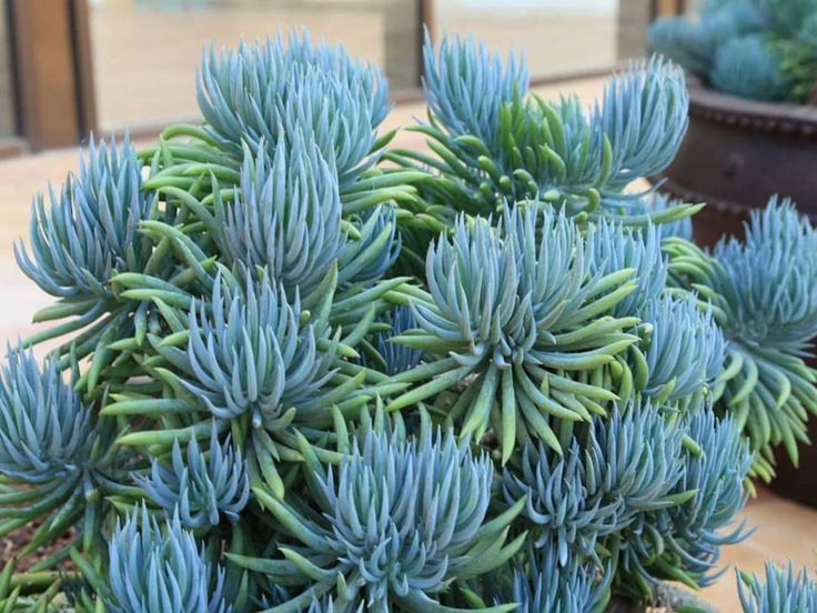 blue plant with green leaves in front of a building