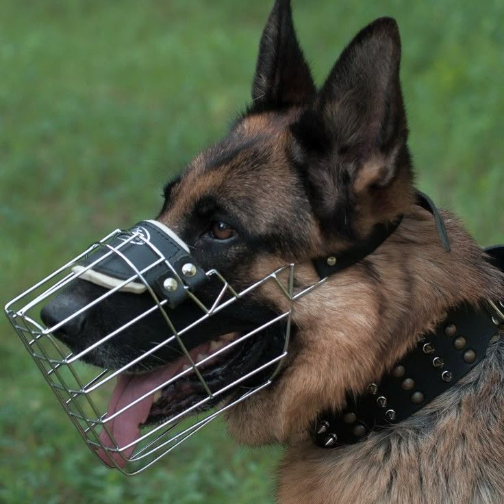 a dog with a muzzle on it's head is looking at something in the cage