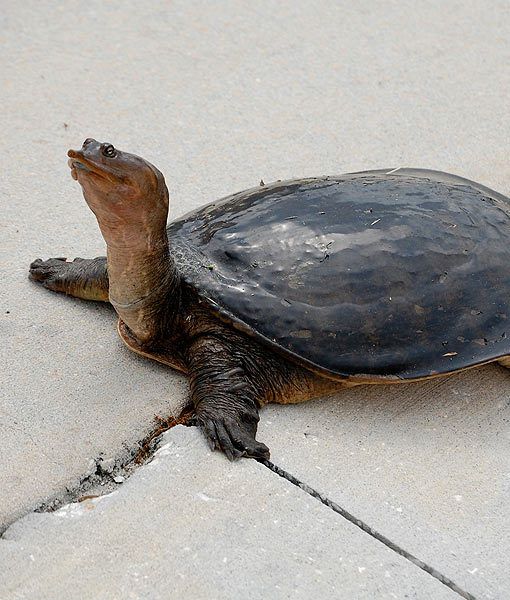 a large turtle laying on the ground with its foot in the air and welcome sign above it