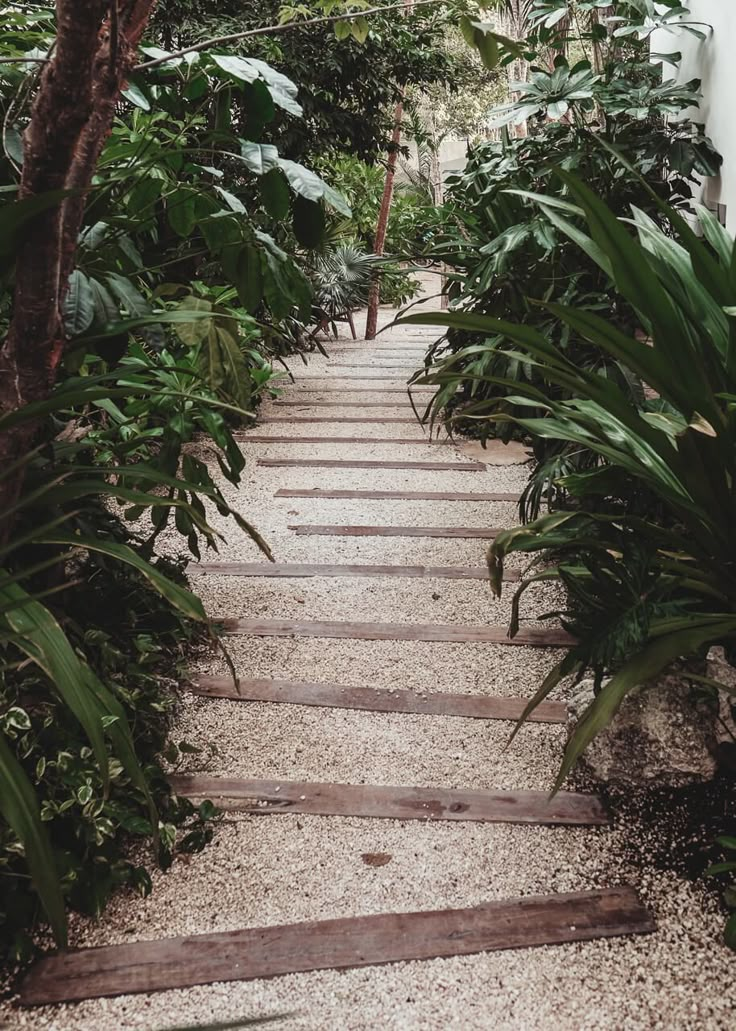 a pathway in the middle of some plants