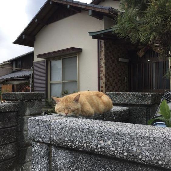 an orange cat laying on top of a cement wall next to a house with a bicycle parked in front of it