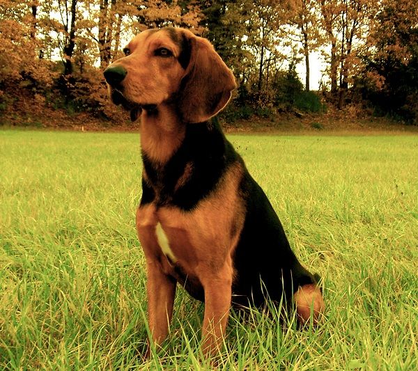 a brown and black dog sitting on top of a lush green field