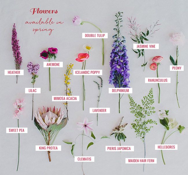 flowers that are edible in spring and summer, arranged on a white background with text